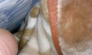 سگهای زیبا در لباس زیر زنانه که در تختخواب تختخواب می شوند کون زنسکسی